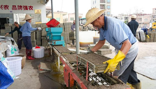阳西县春耕工作有序推进
