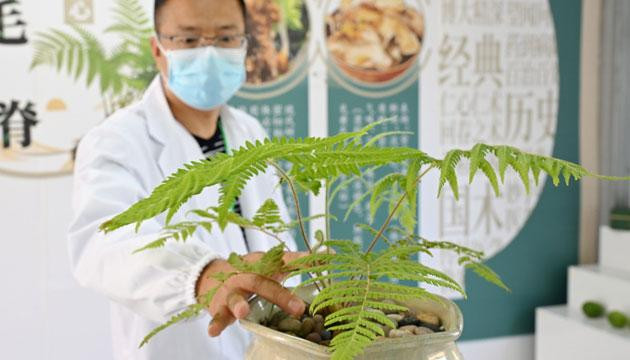 将濒危植物资源转化为特色产业