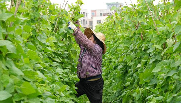 乡村振兴“金豆豆”畅销东北三省