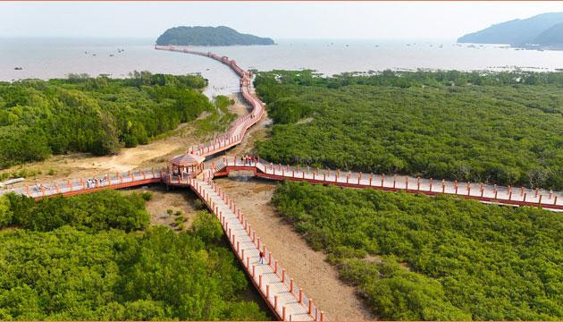 阳江红树林“点绿成金”