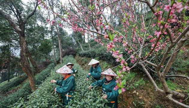 西湖龙井茶正式开采
