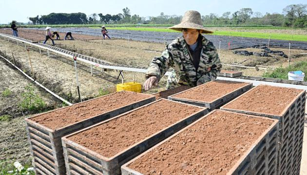 漠阳米中有碧玉