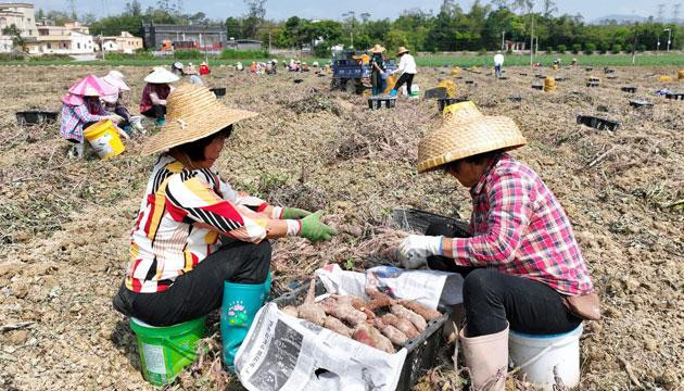 阳江8万亩“阳江薯”畅销国内外