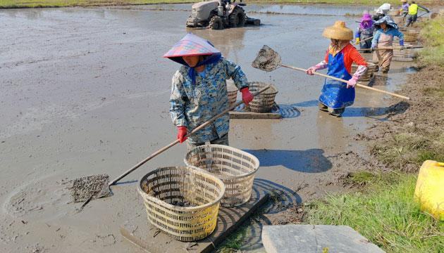 闸坡镇珍珠马蹄种植面积超6000亩产值破亿元