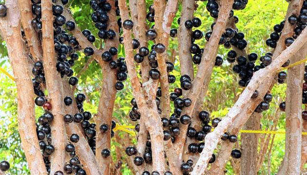 织箦镇联甡村30亩嘉宝果迎来甜蜜采摘季