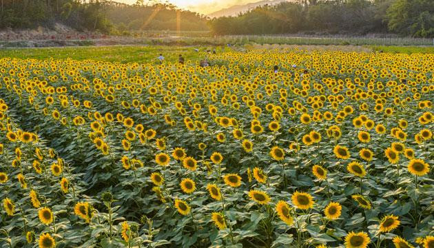 户外赏花谨防花粉过敏