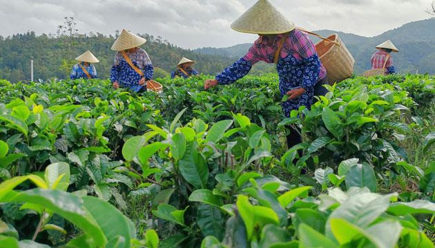 共赴春日茶事！圭岗第二届采茶节启幕
