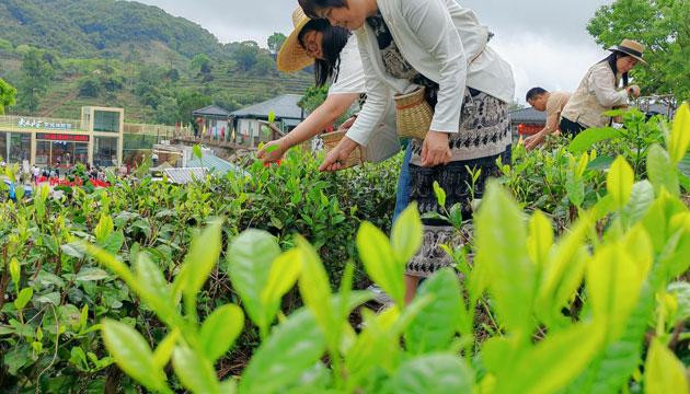 千亩春茶抢“鲜”开采
