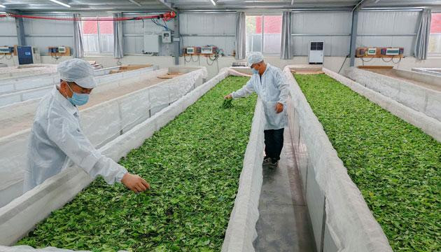 绿叶子变“金叶子” 小茶叶成大产业