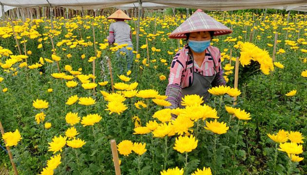 “花样经济”铺就乡村致富路
