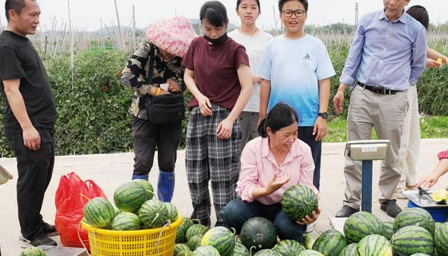小而甜西瓜成市场“宠儿”