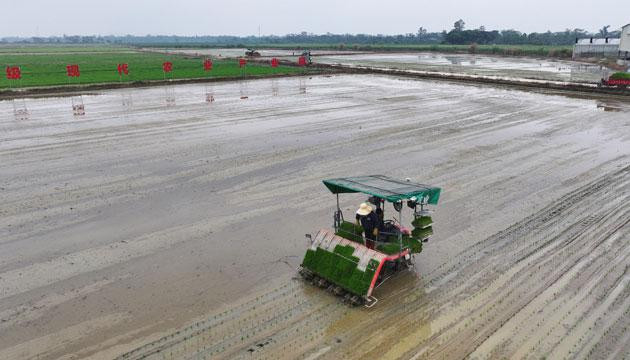 一台插秧机一小时完成6亩田插秧任务