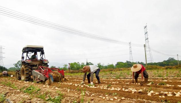 试种成功！甘农薯7号马铃薯在我市亩产量达3134公斤