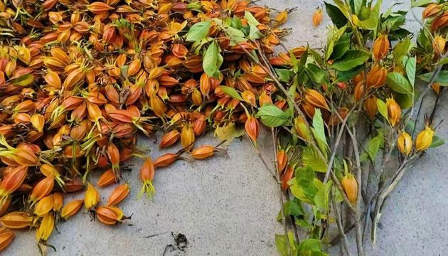 金黄糯米饭 一口清香 满盏思念