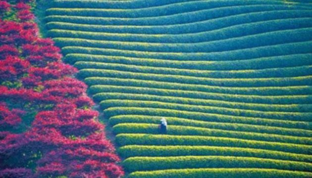 春山旋律（摄影）