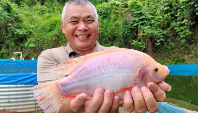 八甲镇：泉水鱼“游出”两千万