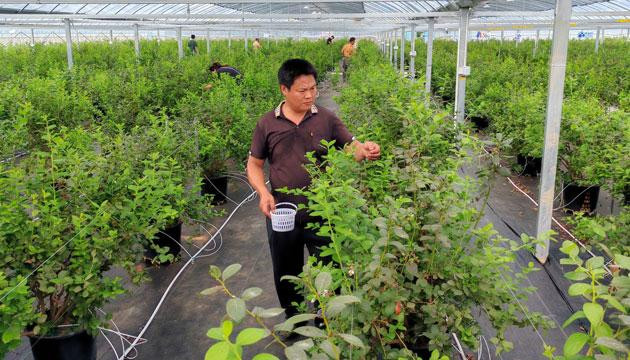 双捷镇打造“四季可摘”田园旅游新业态