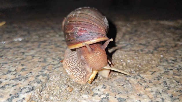 雨后小区惊现“大蜗牛”，千万别碰！当心圆管线虫病