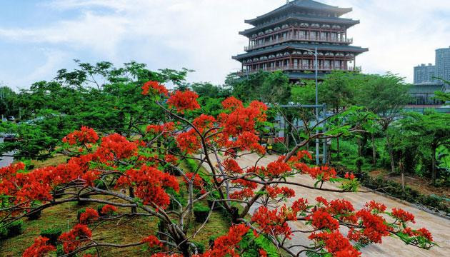 凤凰花开