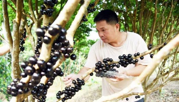 陈开敬的“甜蜜事业”