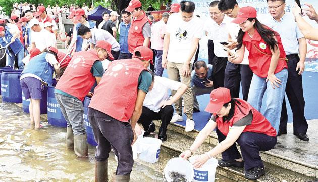 江城区向漠阳江投放70万尾鱼苗
