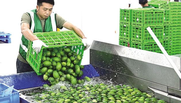 林里LINLEE香水柠檬加工厂落户松柏镇