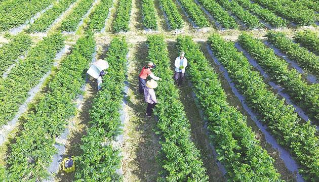 阳西天绿香畅销珠三角、京杭等地