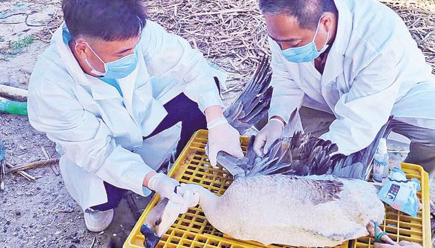8名退伍军人进猪舍入牛栏守防线