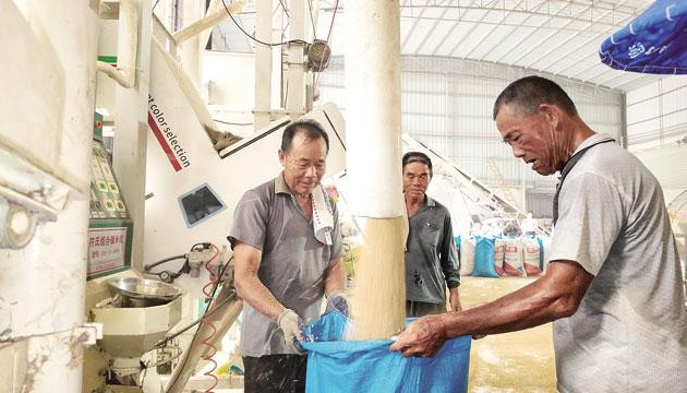 阳西县机械化烘干解决早稻湿谷储存难题